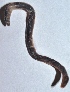  ( - E4NMNA3)  @12 [ ] Copyright (2015) PHCDBS Paul Hebert Center for DNA Barcoding and Biodiversity Studies