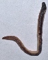  ( - E4NMNA9)  @12 [ ] Copyright (2015) PHCDBS Paul Hebert Center for DNA Barcoding and Biodiversity Studies
