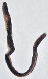  ( - E4WGKD27)  @12 [ ] Copyright (2015) PHCDBS Paul Hebert Center for DNA Barcoding and Biodiversity Studies