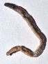  ( - E4NMVI5)  @12 [ ] Copyright (2015) PHCDBS Paul Hebert Center for DNA Barcoding and Biodiversity Studies