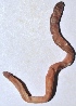  ( - E7VDH23)  @12 [ ] Copyright (2013) Dr.G.D. Khedkar Paul Hebert Centre for DNA Barcoding and Biodiversity Studies