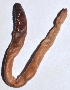  ( - E7VDH31)  @12 [ ] Copyright (2013) Dr.G.D. Khedkar Paul Hebert Centre for DNA Barcoding and Biodiversity Studies