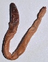  ( - E7VDH31)  @12 [ ] Copyright (2013) Dr.G.D. Khedkar Paul Hebert Centre for DNA Barcoding and Biodiversity Studies