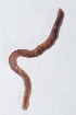  (Perionyx excavatus - APTU129)  @12 [ ] Copyright (2014) PHCDBS Paul Hebert Center for DNA Barcoding and Biodiversity Studies