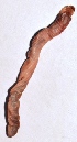  ( - E7VDH40)  @12 [ ] Copyright (2013) Dr.G.D. Khedkar Paul Hebert Centre for DNA Barcoding and Biodiversity Studies
