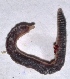  ( - E4MHI30)  @12 [ ] Copyright (2015) PHCDBS Paul Hebert Center for DNA Barcoding and Biodiversity Studies