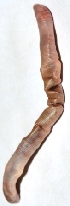  ( - E7VDH55)  @11 [ ] Copyright (2014) PHCDBS Paul Hebert Center for DNA Barcoding and Biodiversity Studies