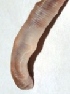  ( - E7VDH55)  @11 [ ] Copyright (2014) PHCDBS Paul Hebert Center for DNA Barcoding and Biodiversity Studies