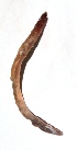  ( - E7VDH57)  @12 [ ] Copyright (2014) PHCDBS Paul Hebert Center for DNA Barcoding and Biodiversity Studies