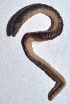  ( - E3NMDH4)  @12 [ ] Copyright (2015) PHCDBS Paul Hebert Center for DNA Barcoding and Biodiversity Studies