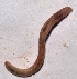  (Perionyx - E5MMK7)  @12 [ ] Copyright (2015) PHCDBS Paul Hebert Center for DNA Barcoding and Biodiversity Studies