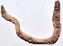  ( - E7VDH96)  @12 [ ] Copyright (2014) PHCDBS Paul Hebert Center for DNA Barcoding and Biodiversity Studies