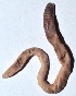  ( - E7VDH98)  @12 [ ] Copyright (2014) PHCDBS Paul Hebert Center for DNA Barcoding and Biodiversity Studies