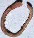  ( - E5MMK12)  @12 [ ] Copyright (2015) PHCDBS Paul Hebert Center for DNA Barcoding and Biodiversity Studies
