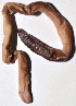  ( - E7VDH101)  @12 [ ] Copyright (2014) PHCDBS Paul Hebert Center for DNA Barcoding and Biodiversity Studies