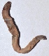  ( - E7VDH104)  @12 [ ] Copyright (2014) PHCDBS Paul Hebert Center for DNA Barcoding and Biodiversity Studies