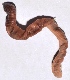  ( - E7VDH106)  @12 [ ] Copyright (2014) PHCDBS Paul Hebert Center for DNA Barcoding and Biodiversity Studies