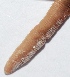  (Eudrilus - APTU210)  @12 [ ] Copyright (2014) PHCDBS Paul Hebert Center for DNA Barcoding and Biodiversity Studies
