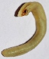  ( - E1MAU60)  @11 [ ] Copyright (2015) PHCDBS Paul Hebert Center for DNA Barcoding and Biodiversity Studies
