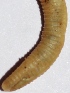  ( - E1MAU33)  @11 [ ] Copyright (2015) PHCDBS Paul Hebert Center for DNA Barcoding and Biodiversity Studies