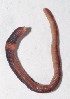  ( - APTU39)  @12 [ ] Copyright (2014) PHCDBS Paul Hebert Center for DNA Barcoding and Biodiversity Studies