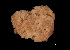  (Lissodendoryx cf. diversichela - Pa2014007310)  @11 [ ] Copyright (2017) DFO Bedford Institute of Oceanography