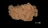  (Lissodendoryx cf. multiformis - Pa2011007459)  @11 [ ] Copyright (2017) DFO Bedford Institute of Oceanography