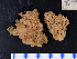  (Lissodendoryx lundbecki - Pa2014007107)  @11 [ ] Copyright (2017) DFO Bedford Institute of Oceanography