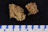  (Lissodendoryx cf. foliata - Pa2014007569)  @11 [ ] Copyright (2017) DFO Bedford Institute of Oceanography