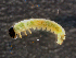  ( - BIOUG01715-G09)  @12 [ ] CreativeCommons - Attribution (2014) CBG Photography Group Centre for Biodiversity Genomics