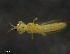  (Thrips idahoensis - BIOUG01729-F07)  @13 [ ] CreativeCommons - Attribution (2013) Monica Young Centre for Biodiversity Genomics