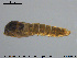  ( - EBAI-Ch133)  @12 [ ] CreativeCommons - Attribution Non-Commercial Share-Alike (2016) NTNU University Museum, Department of Natural History NTNU University Museum, Department of Natural History