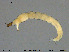  ( - EBAI-Ch157)  @11 [ ] Creative Commons  Attribution Non-Commercial Share-Alike (2016) NTNU University Museum, Department of Natural History NTNU University Museum, Department of Natural History