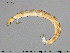  (Thienemannimyia sp. 1ES - EBAI-Ch165)  @13 [ ] Creative Commons  Attribution Non-Commercial Share-Alike (2016) NTNU University Museum, Department of Natural History NTNU University Museum, Department of Natural History