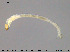  ( - EBAI-Ch207)  @12 [ ] Creative Commons  Attribution Non-Commercial Share-Alike (2016) NTNU University Museum, Department of Natural History NTNU University Museum, Department of Natural History