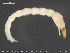  ( - EBAI-Ch066)  @11 [ ] CreativeCommons - Attribution Non-Commercial Share-Alike (2016) NTNU University Museum, Department of Natural History NTNU University Museum, Department of Natural History