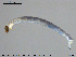  (Tokunagaia - EBAI-Ch095)  @14 [ ] CreativeCommons - Attribution Non-Commercial Share-Alike (2016) NTNU University Museum, Department of Natural History NTNU University Museum, Department of Natural History
