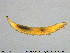  ( - EBAI-Dip033)  @11 [ ] Creative Commons  Attribution Non-Commercial Share-Alike (2017) NTNU University Museum, Department of Natural History NTNU University Museum, Department of Natural History