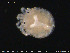  ( - EBAI-Hyd19)  @11 [ ] Creative Commons  Attribution Non-Commercial Share-Alike (2016) NTNU University Museum, Department of Natural History NTNU University Museum, Department of Natural History