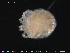  ( - EBAI-Hyd19)  @11 [ ] Creative Commons  Attribution Non-Commercial Share-Alike (2016) NTNU University Museum, Department of Natural History NTNU University Museum, Department of Natural History