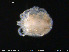  ( - EBAI-Hyd20)  @11 [ ] Creative Commons  Attribution Non-Commercial Share-Alike (2016) NTNU University Museum, Department of Natural History NTNU University Museum, Department of Natural History