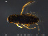  ( - EBAI-Hem01)  @12 [ ] Creative Commons  Attribution Non-Commercial Share-Alike (2016) NTNU University Museum, Department of Natural History NTNU University Museum, Department of Natural History