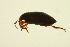  ( - BIOUG01005-B11)  @12 [ ] CreativeCommons - Attribution (2010) CBG Photography Group Centre for Biodiversity Genomics