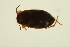  ( - BIOUG01006-A02)  @13 [ ] CreativeCommons - Attribution (2010) CBG Photography Group Centre for Biodiversity Genomics