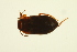  ( - BIOUG01006-A06)  @13 [ ] CreativeCommons - Attribution (2010) CBG Photography Group Centre for Biodiversity Genomics