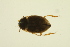 ( - BIOUG01006-F09)  @12 [ ] CreativeCommons - Attribution (2010) CBG Photography Group Centre for Biodiversity Genomics