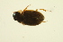  ( - BIOUG01006-G03)  @12 [ ] CreativeCommons - Attribution (2010) CBG Photography Group Centre for Biodiversity Genomics