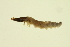  ( - BIOUG01007-E04)  @12 [ ] CreativeCommons - Attribution (2010) CBG Photography Group Centre for Biodiversity Genomics