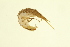  ( - BIOUG01007-G08)  @13 [ ] CreativeCommons - Attribution (2010) CBG Photography Group Centre for Biodiversity Genomics