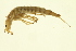  ( - BIOUG01312-B07)  @13 [ ] CreativeCommons - Attribution (2010) CBG Photography Group Centre for Biodiversity Genomics